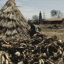 CSV (Center of Science for Villages) collecting banana husk for paper wall boards, Wardha, Maharashtra, India, 1985